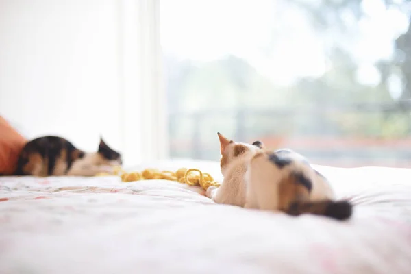 ベッドの上で2匹の子猫がウール糸で遊んでいます コンセプト 動物保護法 共同親権 — ストック写真