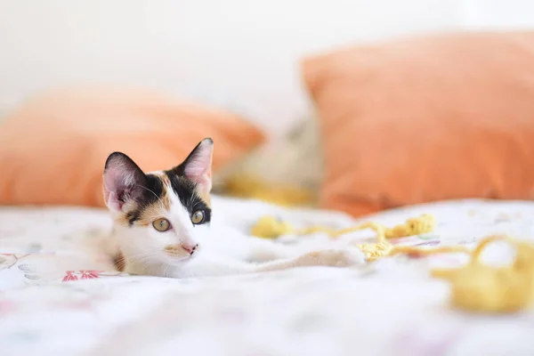 Young Tricolor White Female Kitten Bed Wool Toy — Zdjęcie stockowe