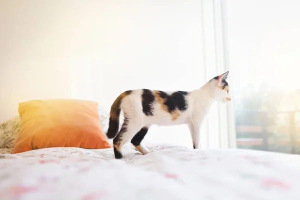 Kitten Looking Out Window Shared Custody Concept — ストック写真