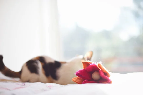 Textures Background Morning Bed Cat Flower Copy Space — Stok fotoğraf