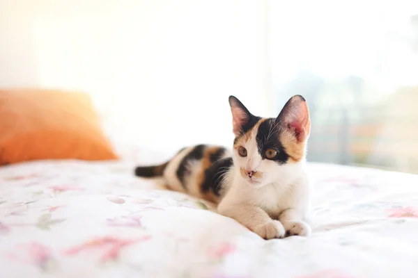 Tender Kitten Lying Bed Morning — Stockfoto