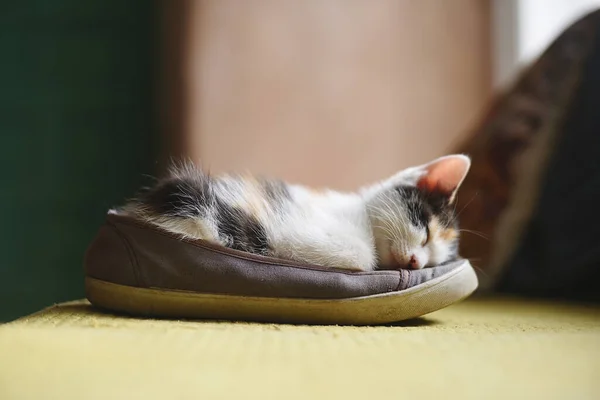 Schattig Katje Slapen Een Schoen Thuis — Stockfoto