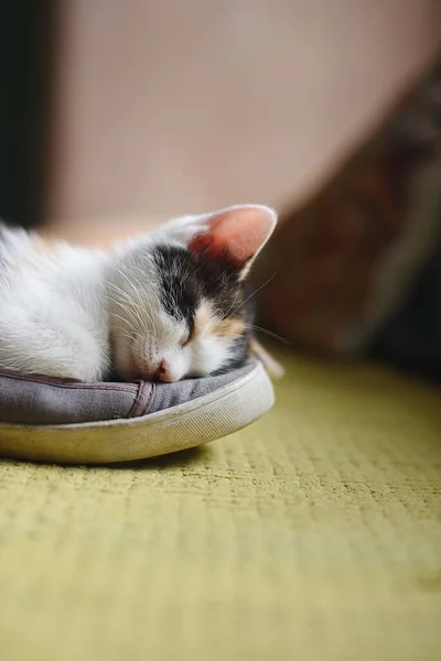 Portret Van Een Kat Die Een Schoen Slaapt Verticaal Schot — Stockfoto