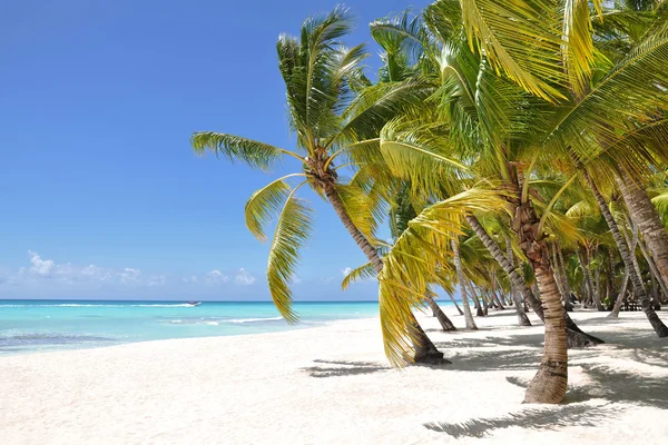 Palmbomen en tropisch strand — Stockfoto