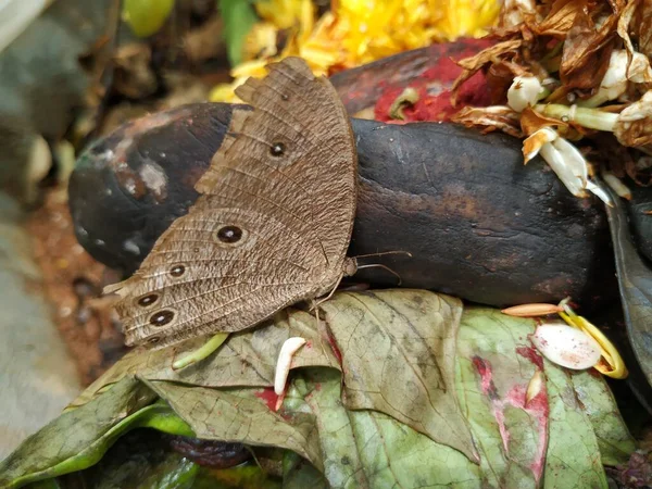 Close Van Grijsbruine Kleur Ogen Vlinder Zitten Boven Plant Bladeren — Stockfoto