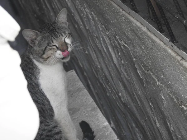 Närbild Indiska Svart Och Vit Färg Husdjur Katt Sitter Byggnad — Stockfoto