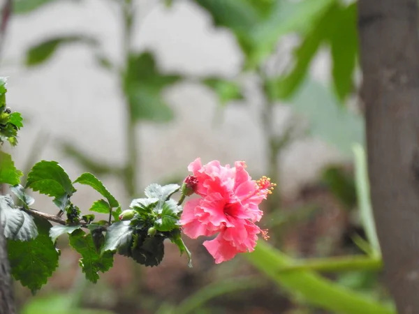 Nahaufnahme Der Schönen Indischen Gärten Rote Oder Rosa Farbe Hibiskus — Stockfoto