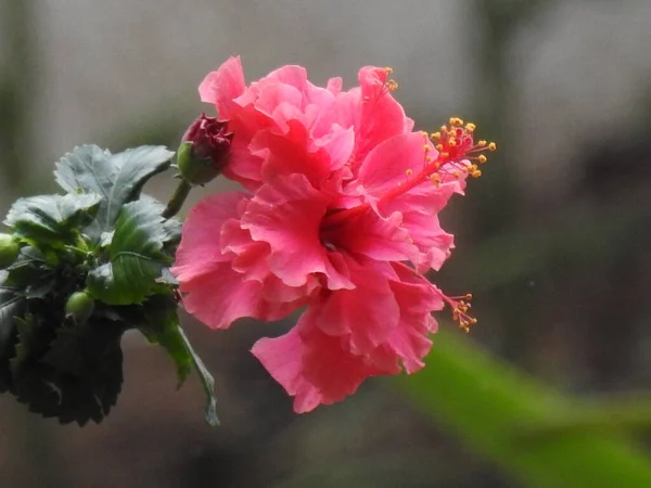 美しいインド庭園の閉鎖赤またはピンク色ハイビスカスは自然を背景に植物を生きています — ストック写真