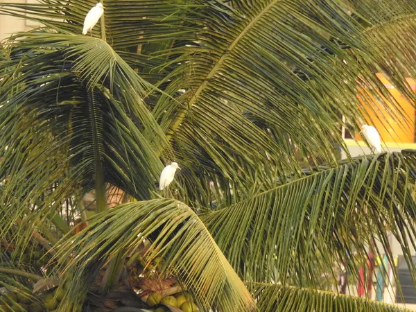 Närbild Vackra Indiska Tranor Fåglar Sitter Kokosnötsträdet Med Stad Och — Stockfoto