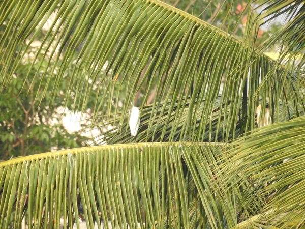 Närbild Vackra Indiska Tranor Fåglar Sitter Kokosnötsträdet Med Stad Och — Stockfoto