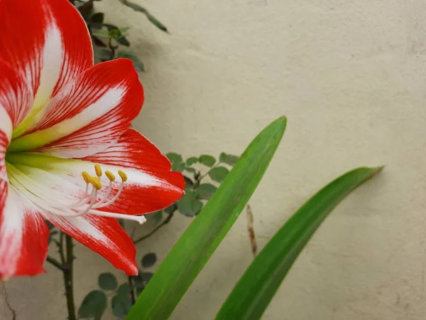 Närbild Vackra Röda Och Vita Färg Amaryllis Eller Hercules Lökar — Stockfoto