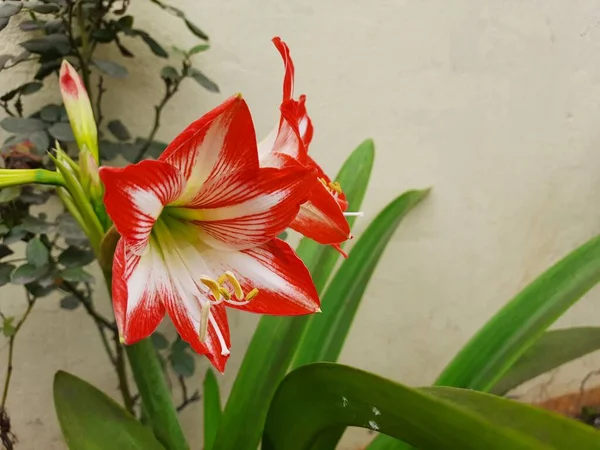 Szekrény Gyönyörű Piros Fehér Színű Amaryllis Vagy Herkules Izzók Virág — Stock Fotó
