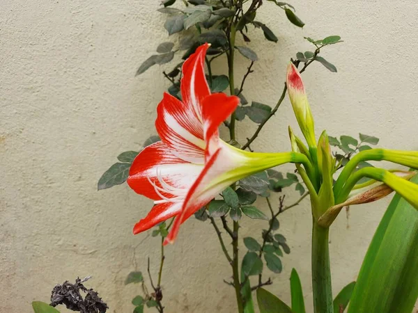 美しい赤と白の色の閉鎖葉を持つ植物の中のアマリリスやヘラクレス球根の花 — ストック写真