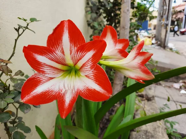 Szekrény Gyönyörű Piros Fehér Színű Amaryllis Vagy Herkules Izzók Virág — Stock Fotó