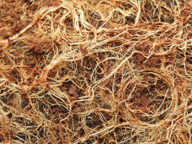 Beyaz arkaplanda izole edilmiş güzel bitki veya ağaç kökleri