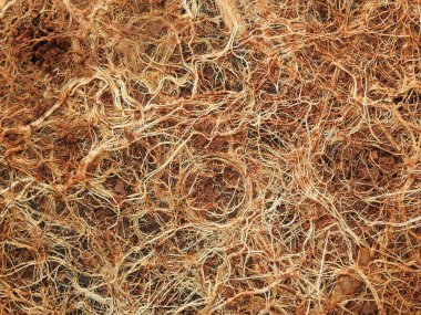 Beyaz arkaplanda izole edilmiş güzel bitki veya ağaç kökleri