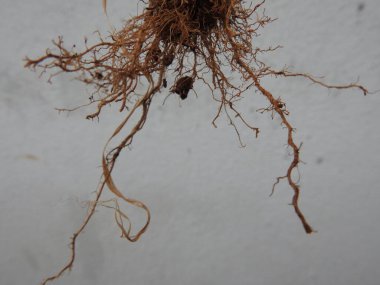 Beyaz arkaplanda izole edilmiş güzel bitki veya ağaç kökleri