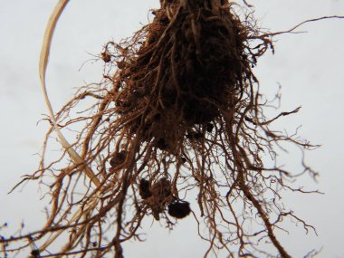 Beyaz arkaplanda izole edilmiş güzel bitki veya ağaç kökleri