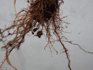 Beyaz arkaplanda izole edilmiş güzel bitki veya ağaç kökleri