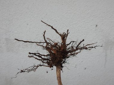 Beyaz arkaplanda izole edilmiş güzel bitki veya ağaç kökleri