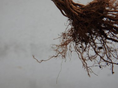 Beyaz arkaplanda izole edilmiş güzel bitki veya ağaç kökleri