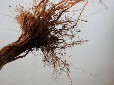Beyaz arkaplanda izole edilmiş güzel bitki veya ağaç kökleri