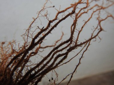 Beyaz arkaplanda izole edilmiş güzel bitki veya ağaç kökleri