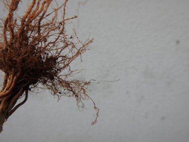 Beyaz arkaplanda izole edilmiş güzel bitki veya ağaç kökleri