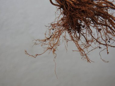 Beyaz arkaplanda izole edilmiş güzel bitki veya ağaç kökleri