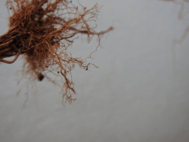 Beyaz arkaplanda izole edilmiş güzel bitki veya ağaç kökleri