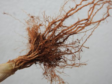 Beyaz arkaplanda izole edilmiş güzel bitki veya ağaç kökleri