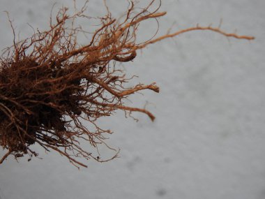 Beyaz arkaplanda izole edilmiş güzel bitki veya ağaç kökleri