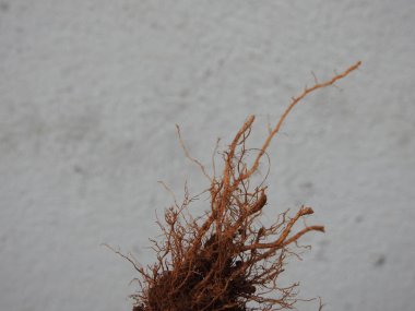 Beyaz arkaplanda izole edilmiş güzel bitki veya ağaç kökleri