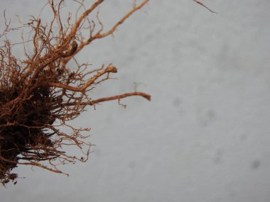 Beyaz arkaplanda izole edilmiş güzel bitki veya ağaç kökleri