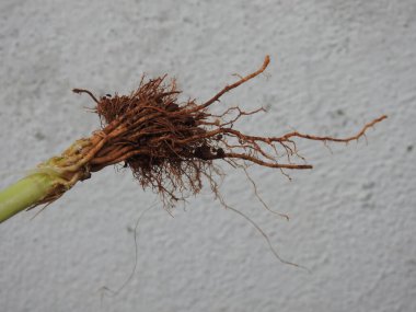 Beyaz arkaplanda izole edilmiş güzel bitki veya ağaç kökleri