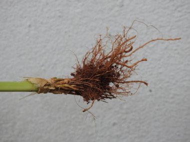 Beyaz arkaplanda izole edilmiş güzel bitki veya ağaç kökleri