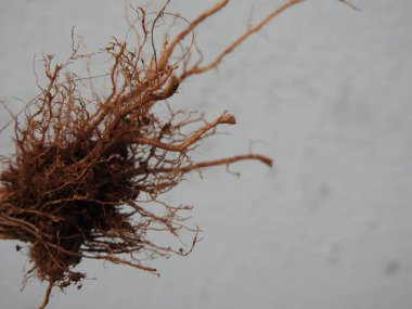 Beyaz arkaplanda izole edilmiş güzel bitki veya ağaç kökleri