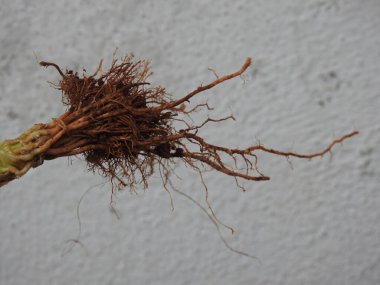 Beyaz arkaplanda izole edilmiş güzel bitki veya ağaç kökleri