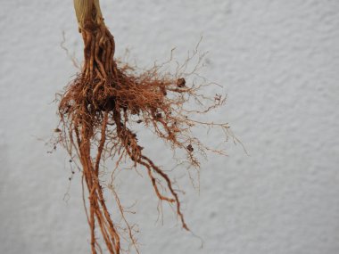 Beyaz arkaplanda izole edilmiş güzel bitki veya ağaç kökleri