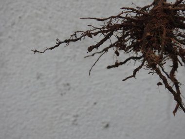 Beyaz arkaplanda izole edilmiş güzel bitki veya ağaç kökleri