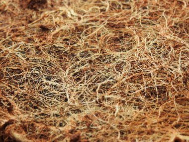 Beyaz arkaplanda izole edilmiş güzel bitki veya ağaç kökleri