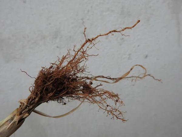 Primer Plano Hermosas Raíces Vegetales Arbóreas Aisladas Sobre Fondo Blanco —  Fotos de Stock