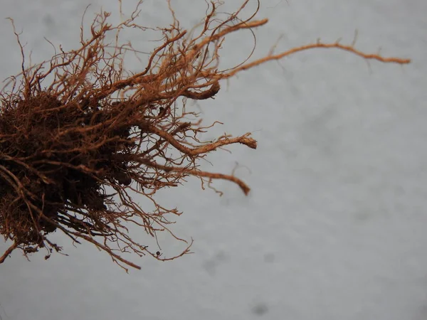 Beyaz arkaplanda izole edilmiş güzel bitki veya ağaç kökleri