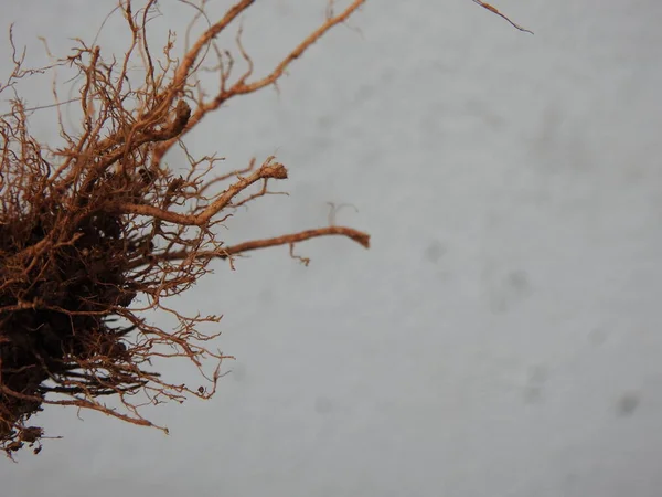 Beyaz arkaplanda izole edilmiş güzel bitki veya ağaç kökleri