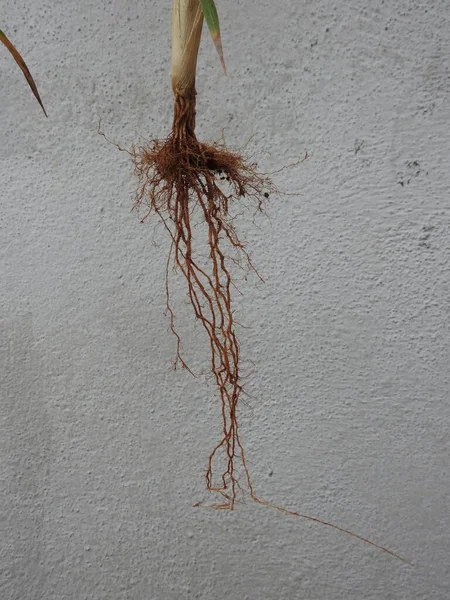 Primer Plano Hermosas Raíces Vegetales Arbóreas Aisladas Sobre Fondo Blanco —  Fotos de Stock