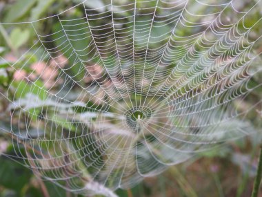 Yeşil bir arka planda su damlaları olan güzel örümceğe ve ağa yakın çekim