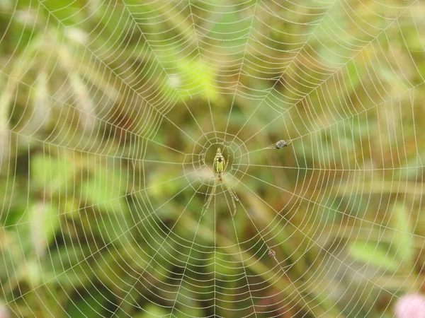 用绿色自然背景的水滴包裹美丽的蜘蛛和蜘蛛网 — 图库照片