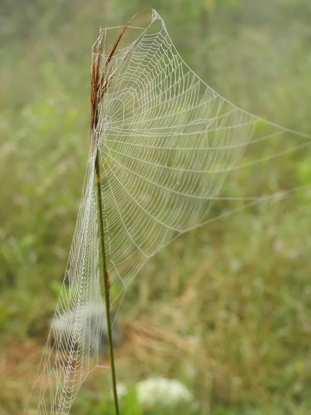 Apropierea Păianjen Frumos Pânză Picături Apă Într Fundal Natural Verde — Fotografie, imagine de stoc