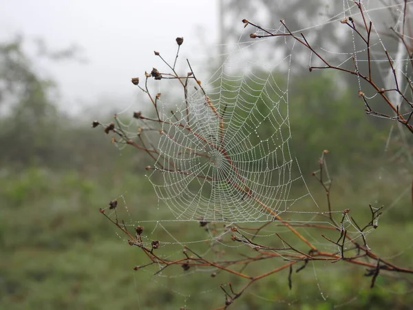 Apropierea Păianjen Frumos Pânză Picături Apă Într Fundal Natural Verde — Fotografie, imagine de stoc