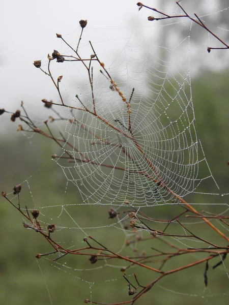 Gros Plan Belle Araignée Toile Avec Des Gouttes Eau Dans — Photo